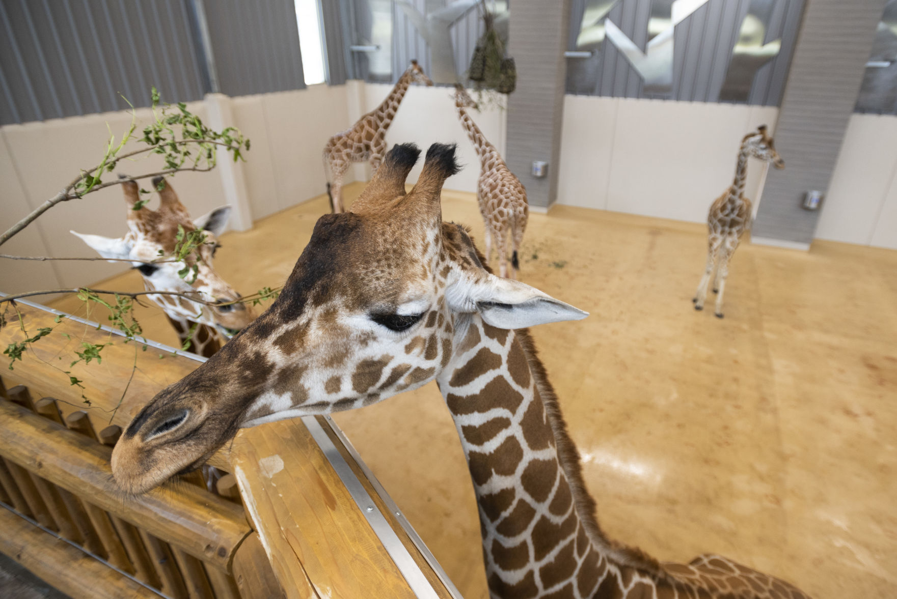 Giraffes, 05.24